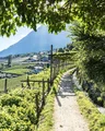 Algunder Waalweg zwischen Weinreben