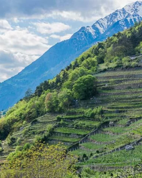 Wanderung von Algund nach Vellau