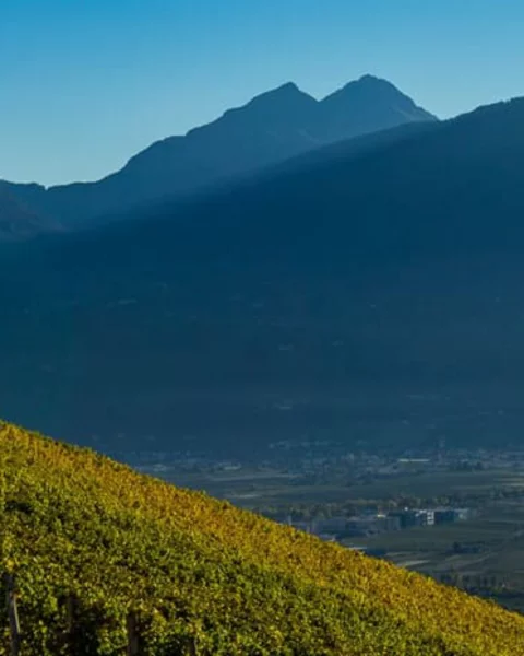 Besuche die Weinberge rund um Meran