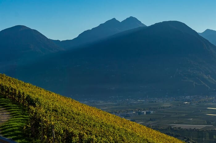 Besuche die Weinberge rund um Meran